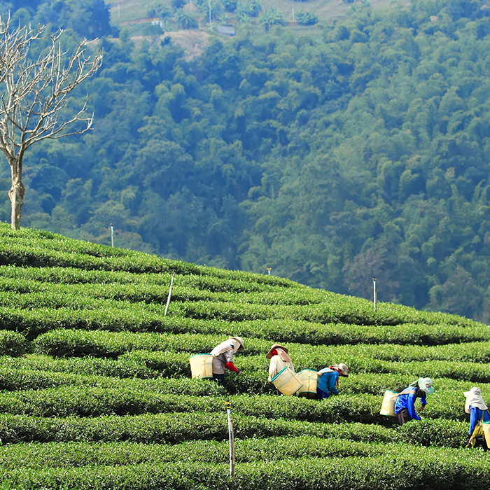 Olam case study 04 picture